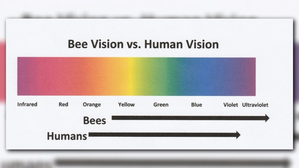 VERIFY Are bees and wasps more attracted to redheads?